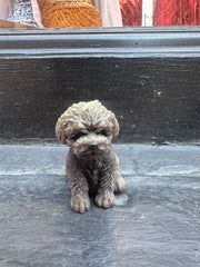 Angry Pup