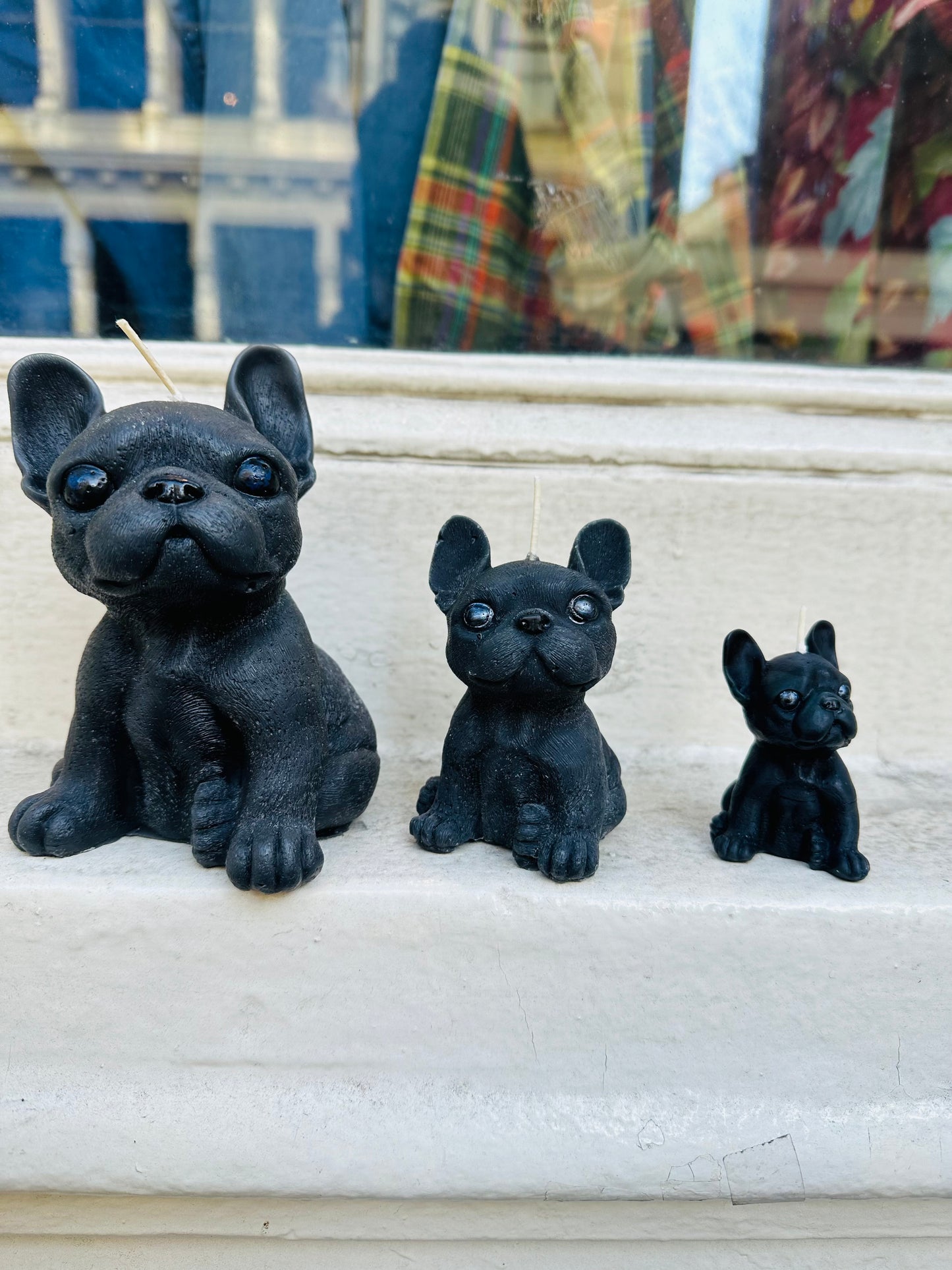 Large French Bulldog