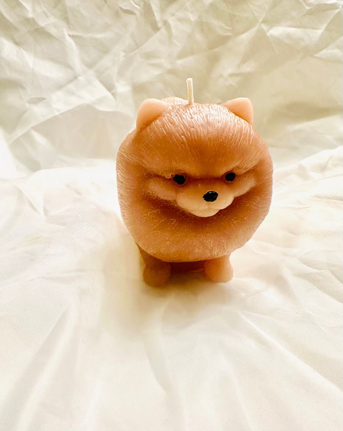 Pomeranian Dog