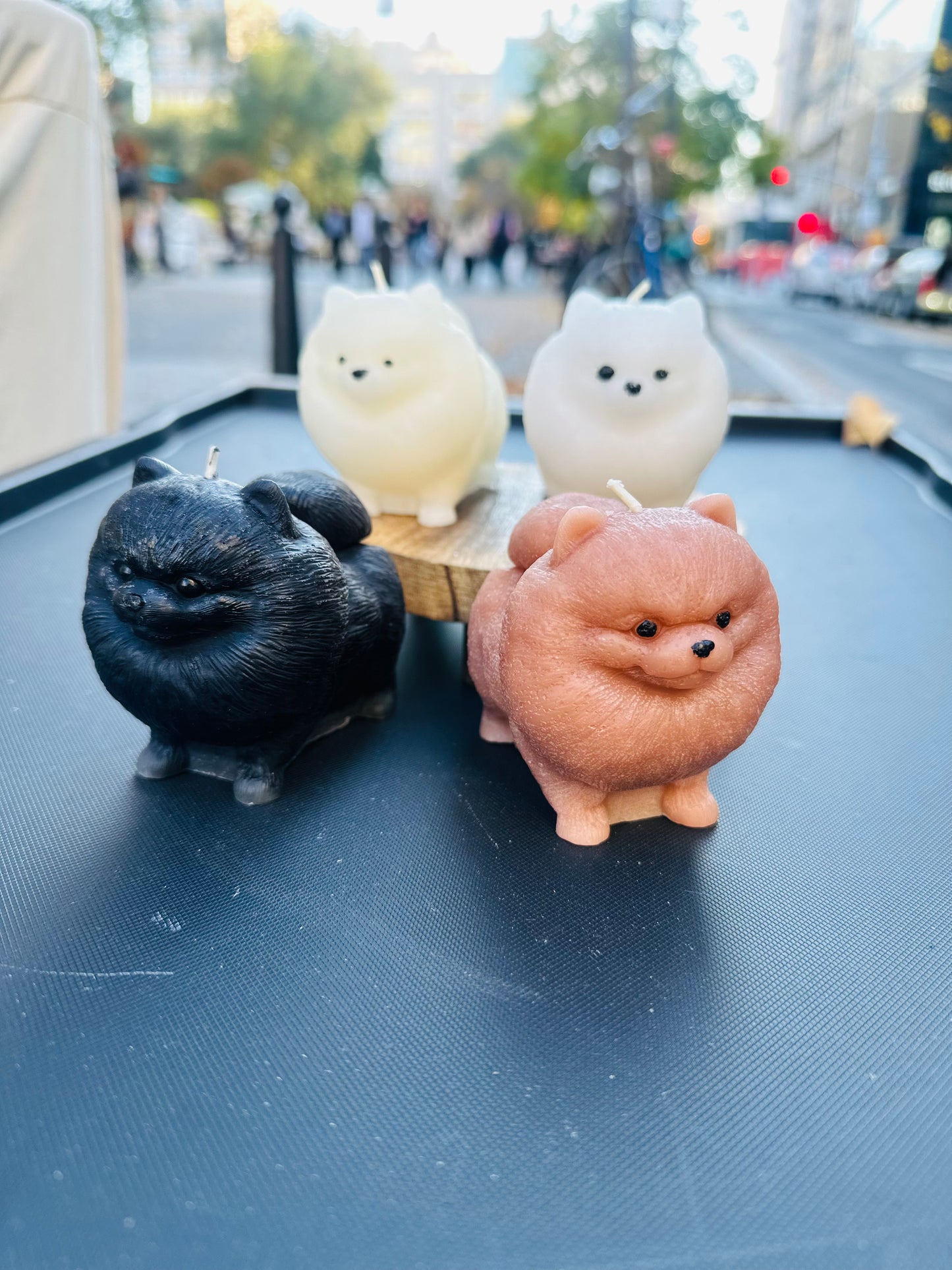 Pomeranian Dog