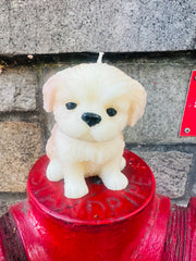 Large Shih Tzu