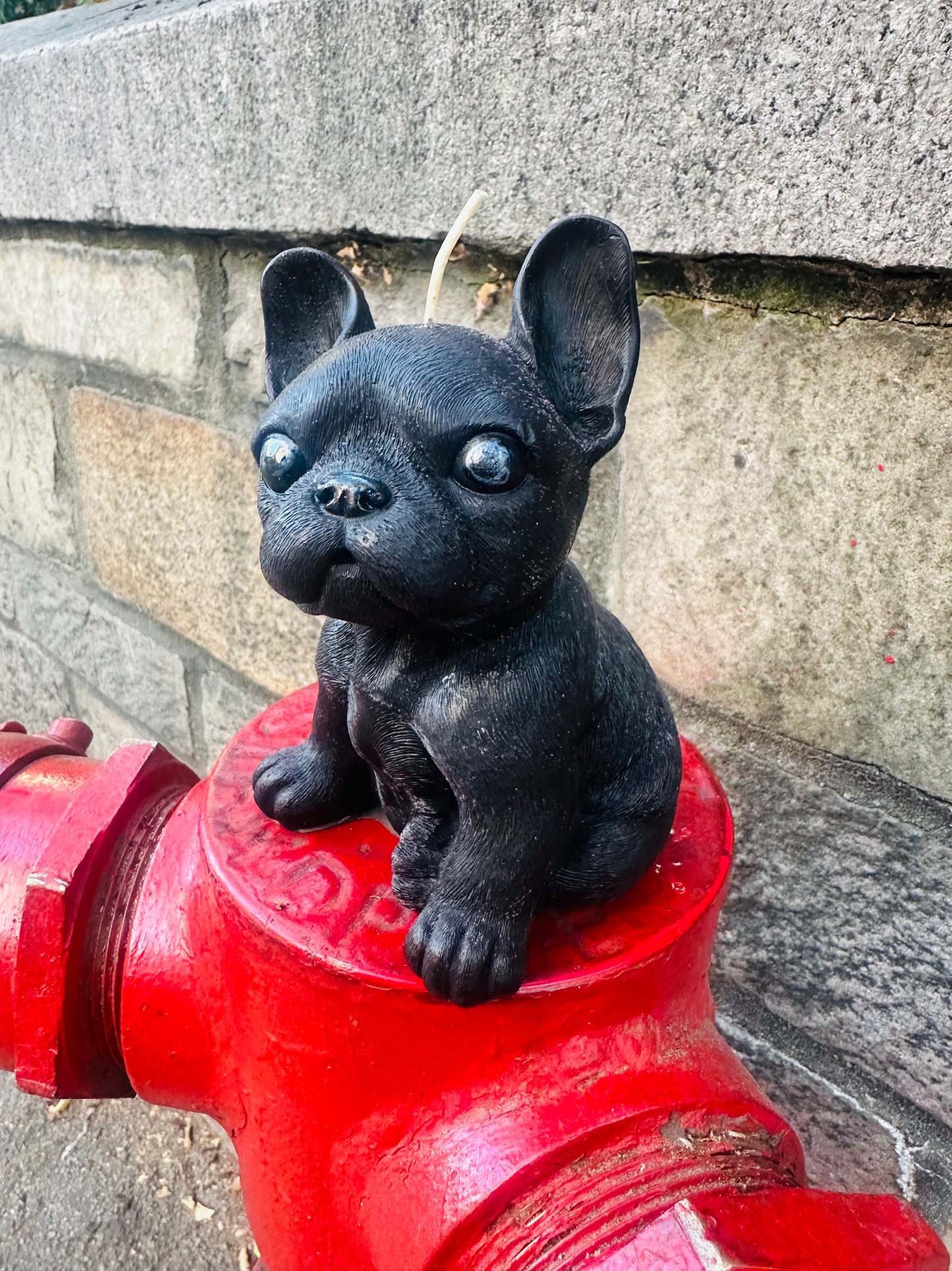 Large French Bulldog