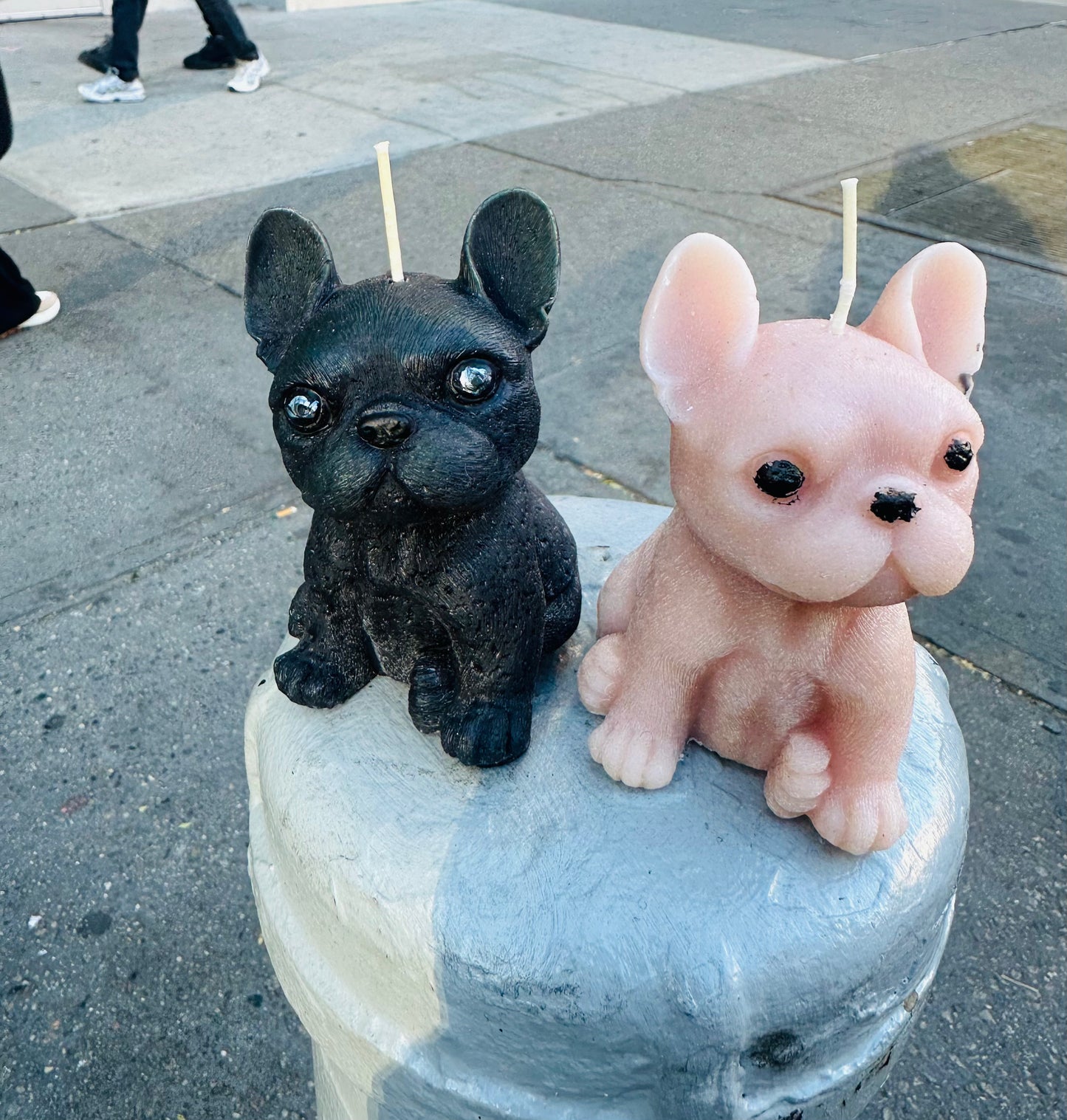 Large French Bulldog