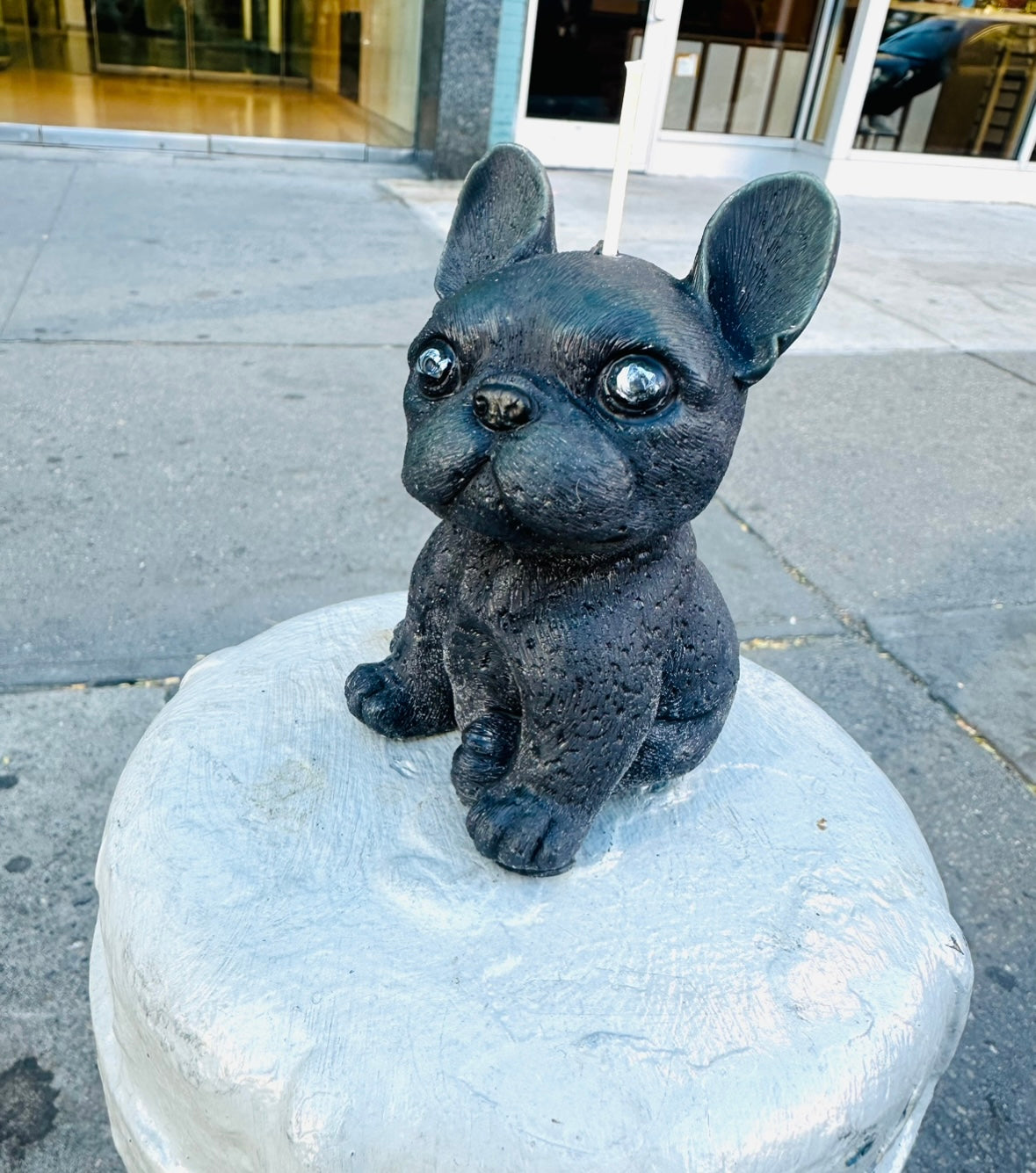 Large French Bulldog