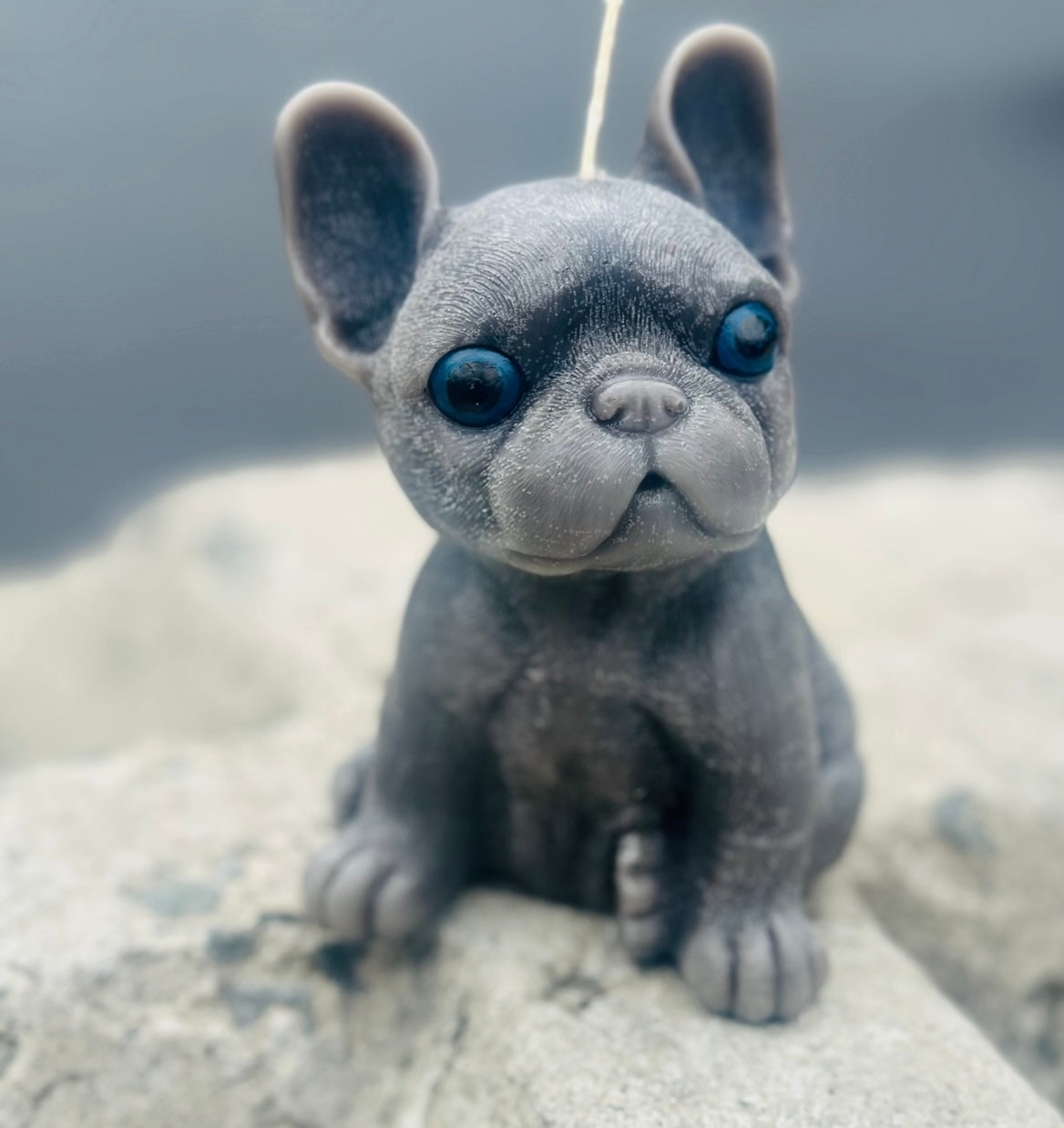 Large French Bulldog