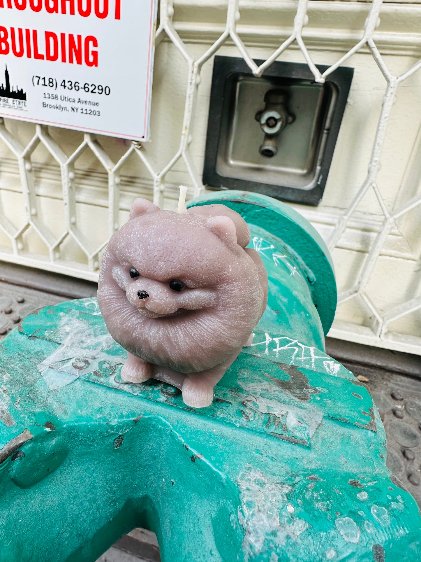 Pomeranian Dog