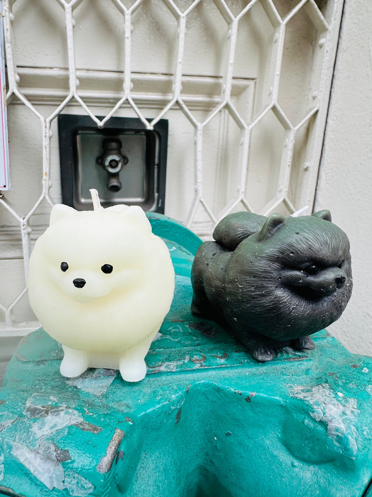 Pomeranian Dog
