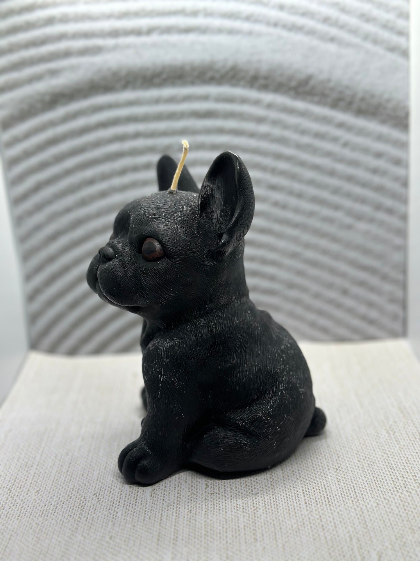 Large French Bulldog
