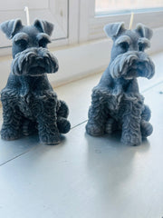 Schnauzer dog