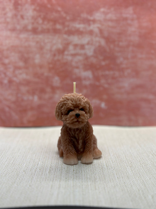 cute Pup
